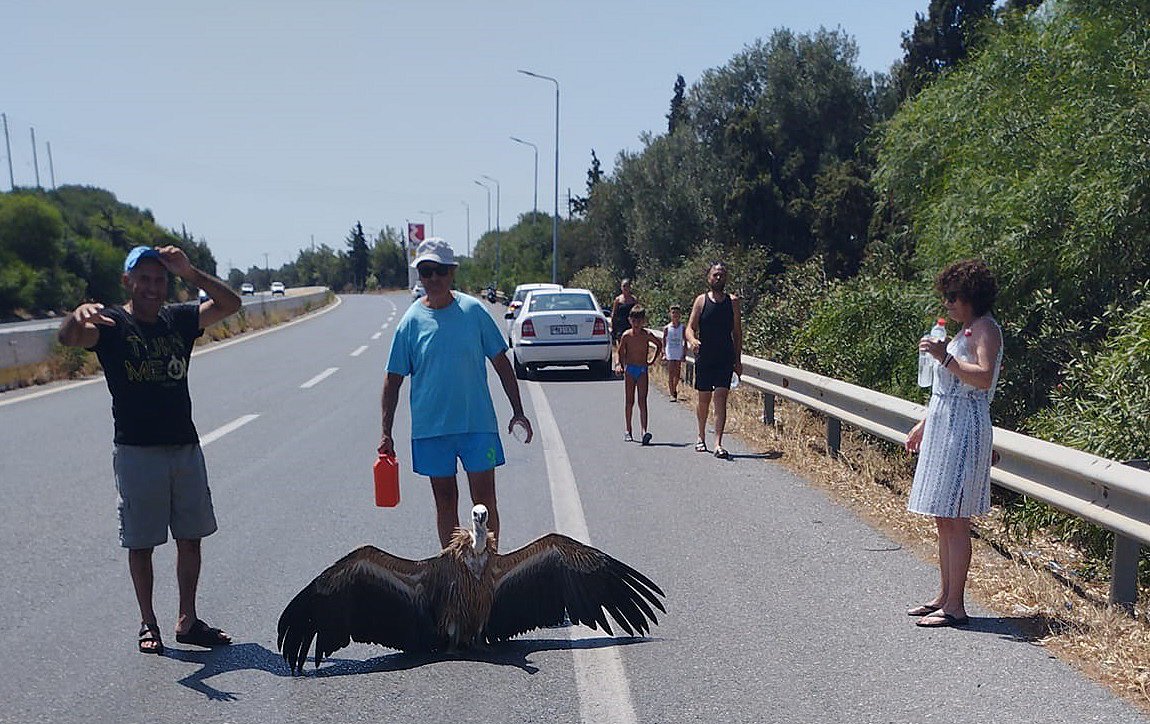 Κρήτη: Γυπαετός «κατέρρευσε» από τη ζέστη – Εντοπίστηκε στον ΒΟΑΚ – ΒΙΝΤΕΟ