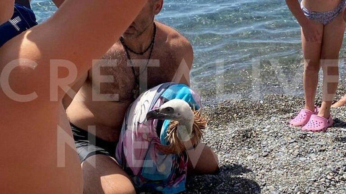 Κρήτη: Λουόμενοι βρήκαν….γύπα μέσα στη θάλασσα