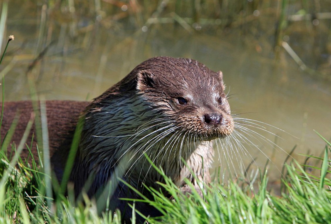 ΗΠΑ: Τρεις τουρίστριες τραυματίστηκαν από επίθεση ενυδρίδας