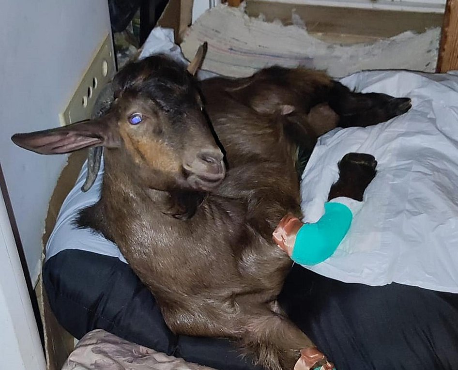 Κρήτη: Οικογένεια στα Χανιά φροντίζει παράλυτο τράγο και ζητά βοήθεια – ΕΙΚΟΝΕΣ