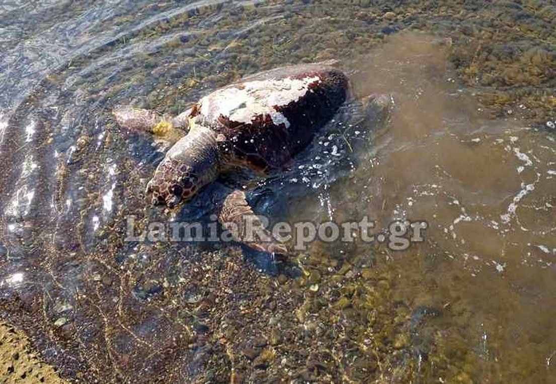 Φθιώτιδα: Νεκρή καρέτα – καρέτα σε ακτή της Στυλίδας