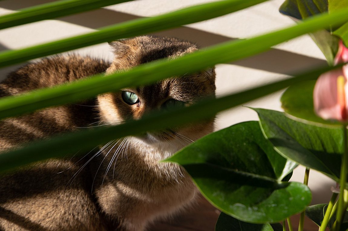 Τεστ παρατηρητικότητας: Μπορείτε να βρείτε τη γάτα σε 3 δευτερόλεπτα;