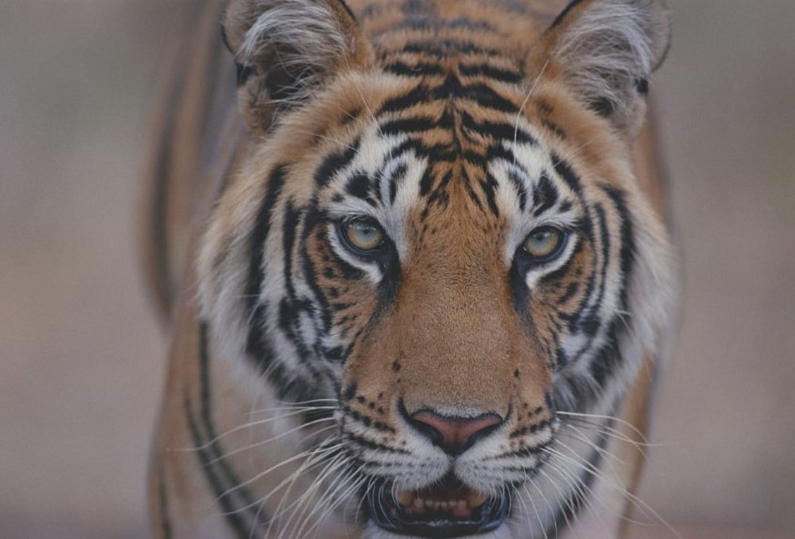 Τεστ οπτικής αντίληψης: Εντοπίστε 16 κρυμμένες τίγρεις σε 21 δευτερόλεπτα – Μπορείτε;