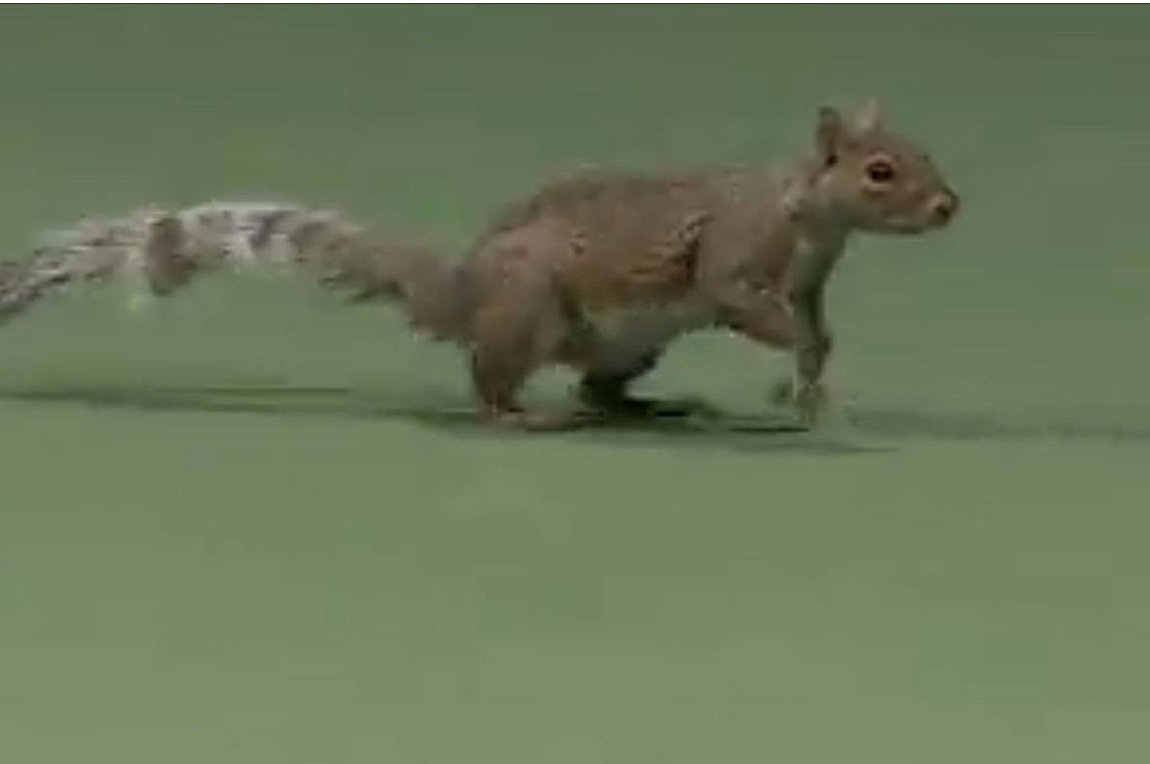 Σκιουράκι διέκοψε το διπλό στο US Open – ΒΙΝΤΕΟ