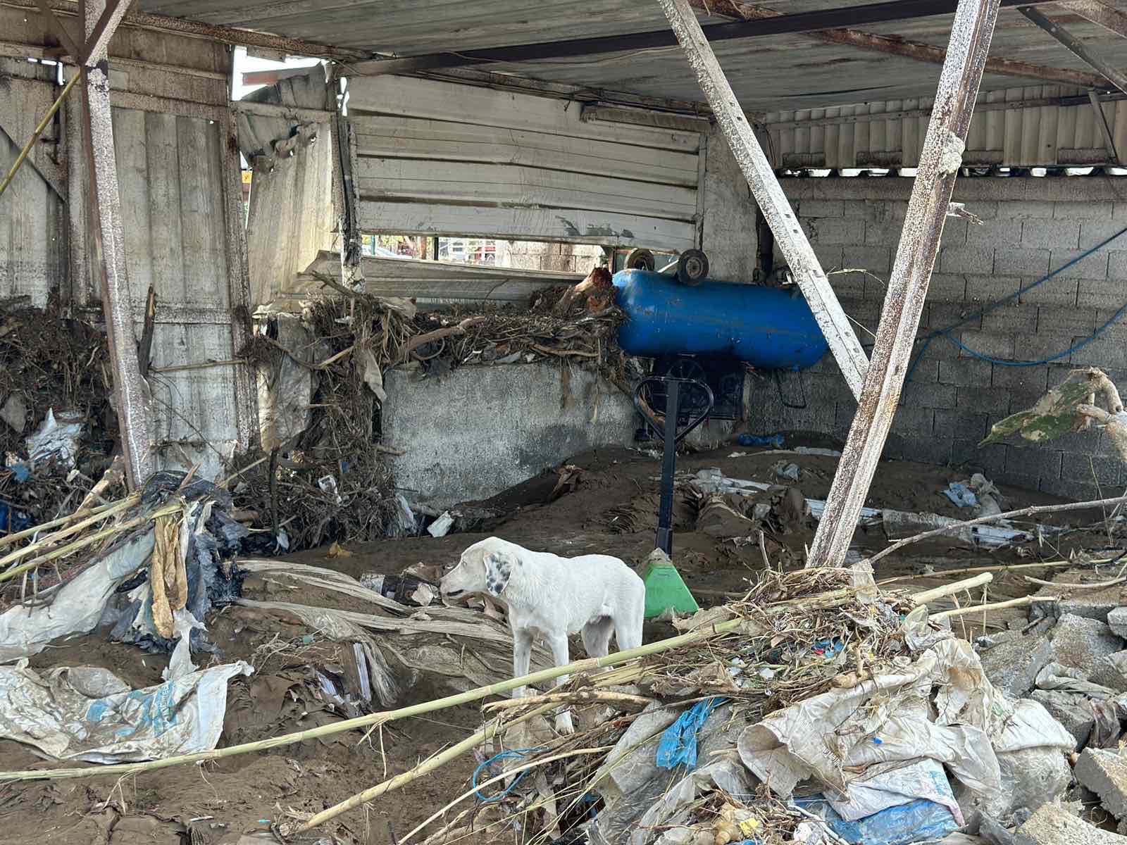 Adăpostul pentru animale fără stăpân gestionat de Grupul Filantropic Volos a suferit o distrugere totală