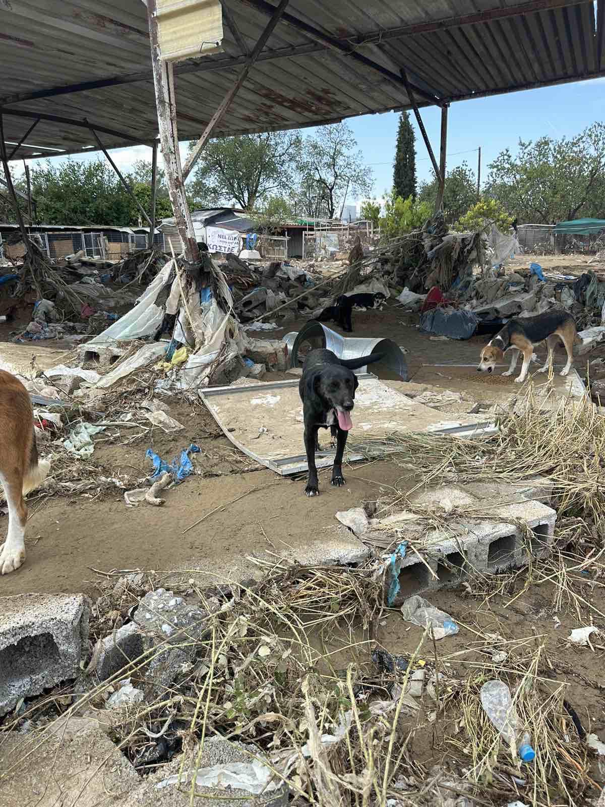 Adăpostul pentru animale fără stăpân gestionat de Grupul Filantropic Volos a suferit o distrugere totală