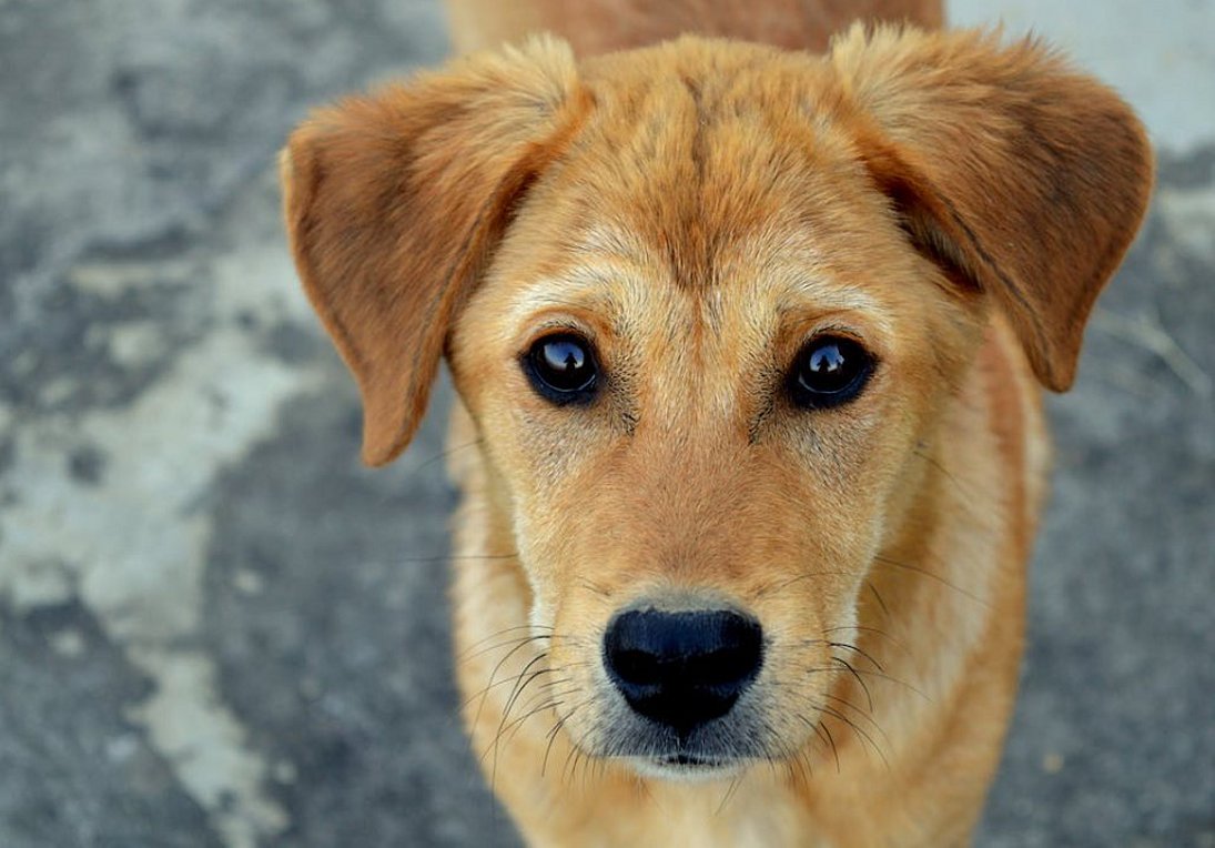 Φρίκη στην Κέρκυρα: 75χρονη πυροβόλησε σκύλο και τον έριξε στο ποτάμι