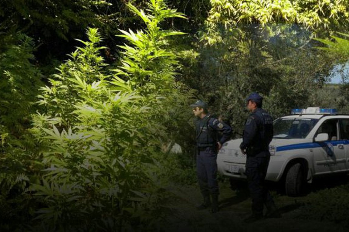 Χανιά: Eντόπισαν φυτεία με χασίς μέσα σε δάσος