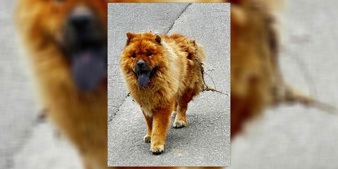 Φρίκη: Εριξαν καυστικό υγρό σε σκύλο