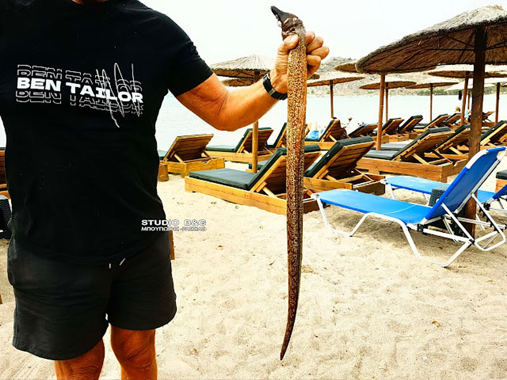 Σµέρνα: Eνα επικίνδυνο ψάρι έπιασε ερασιτέχνης ψαράς σε παραλία του Ναυπλίου
