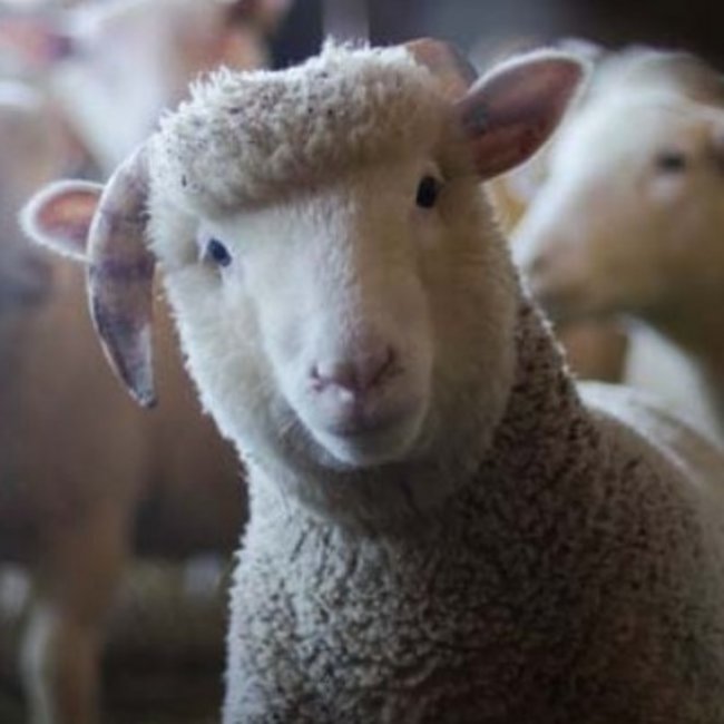 Μαγνησία: Πρόβατα έφαγαν 100 κιλά κάνναβης - Τι συνέβη