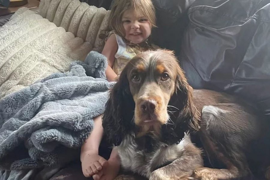 ΗΠΑ: Κοριτσάκι 2 ετών βρέθηκε στο δάσος να κοιμάται με μαξιλάρι τον έναν σκύλο της και φύλακα τον άλλον