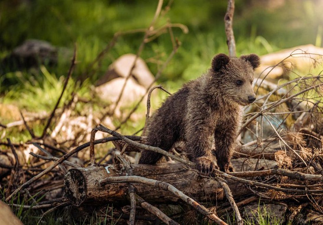 Οργή στη Φλώρινα: Λαθροκυνηγός πυροβόλησε και σκότωσε μικρό αρκουδάκι