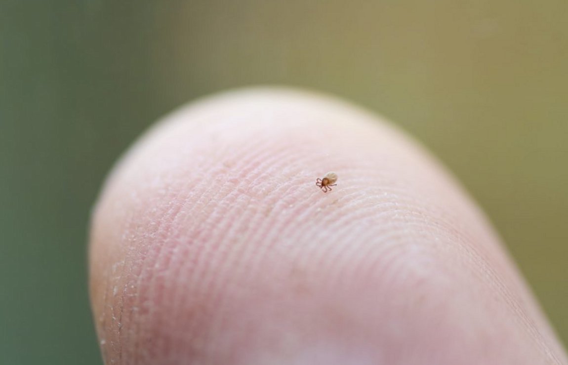 Τσίμπημα κοριού: Τι προκαλεί και πότε είναι επικίνδυνο;