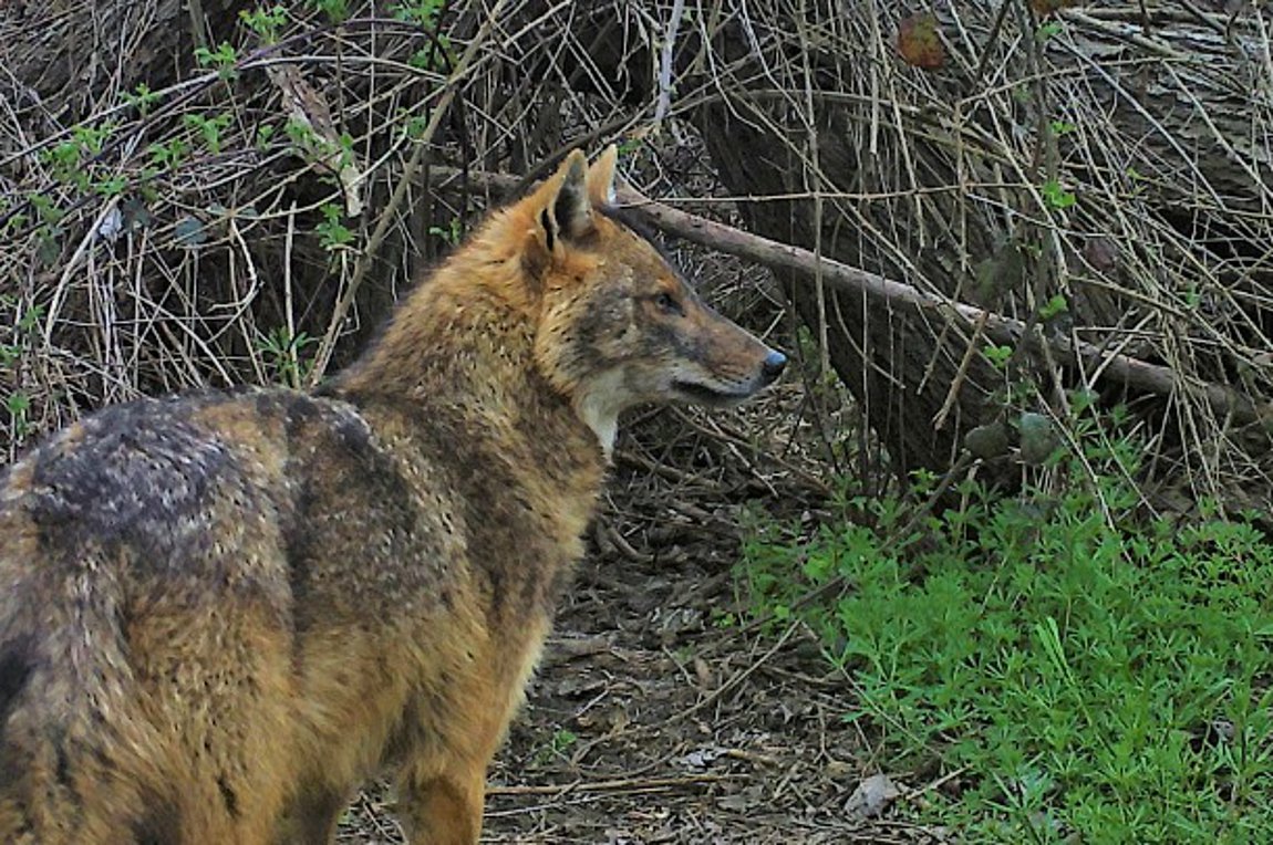 Τσακάλια: Διεθνής συνάντηση για την αύξηση του πληθυσμού τους