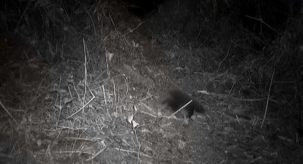 Ινδονησία: Θηλαστικό που θεωρούταν εξαφανισμένο εντοπίστηκε ξανά σε απομακρυσμένα βουνά – BINTEO