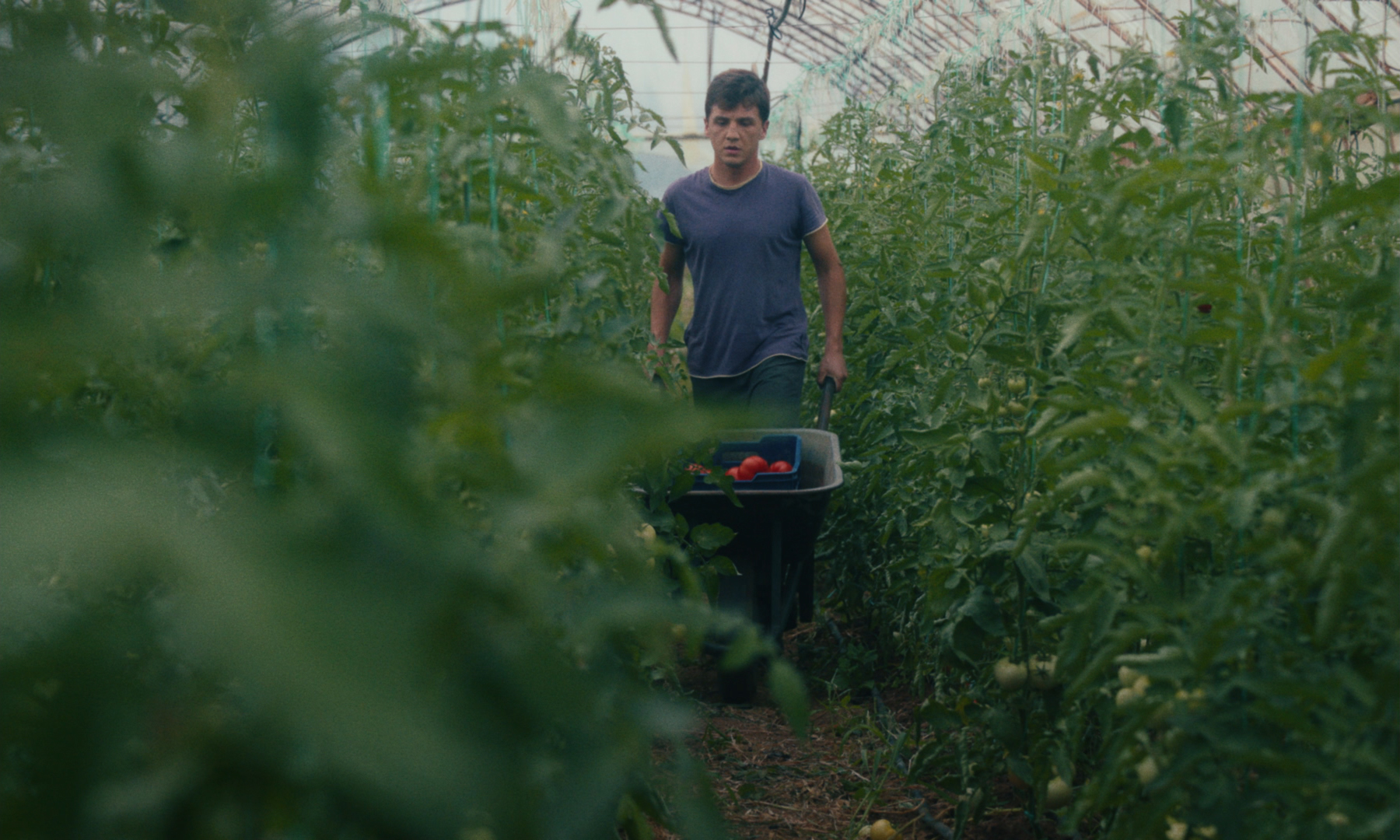 “Θερμοκήπιο” “Θερμοκήπιο”