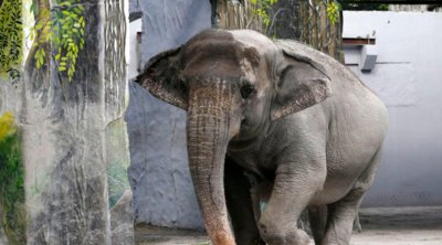 «Δεν άντεξε» η Μάλι η μοναχική και καταθλιπτική ελεφαντίνα – Είναι πλέον ελεύθερη