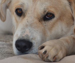 Αράχωβα: Παρέμβαση του Εισαγγελέα του Αρείου Πάγου για τον άγριο βασανισμό σκύλου