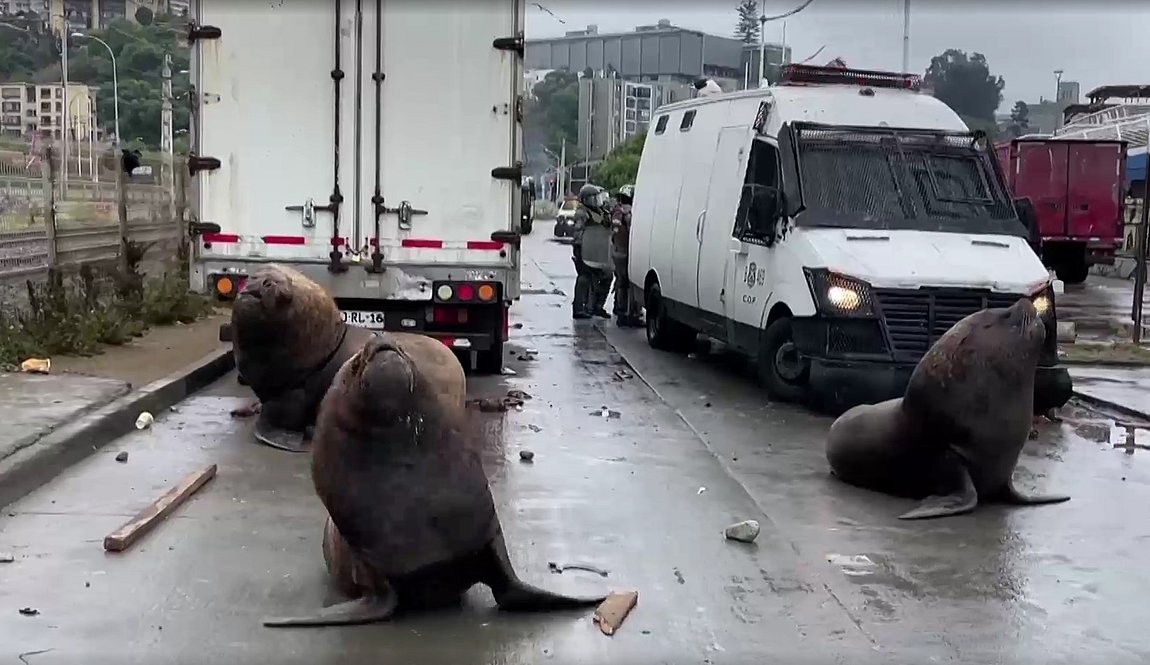 Χιλή: Διαμαρτυρία ψαράδων παρέα με…θαλάσσιους λέοντες – Βίντεο