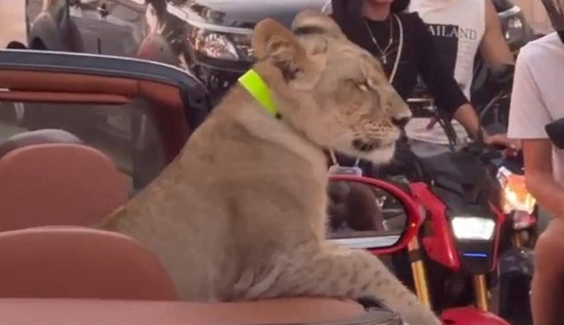 Ταϊλάνδη: Γυναίκα έβγαλε βόλτα με την Bentley της ένα… λιοντάρι