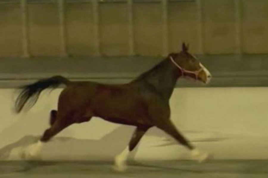 ΗΠΑ: Άλογο καλπάζει σε αυτοκινητόδρομο στη Φιλαδέλφεια - BINTEO