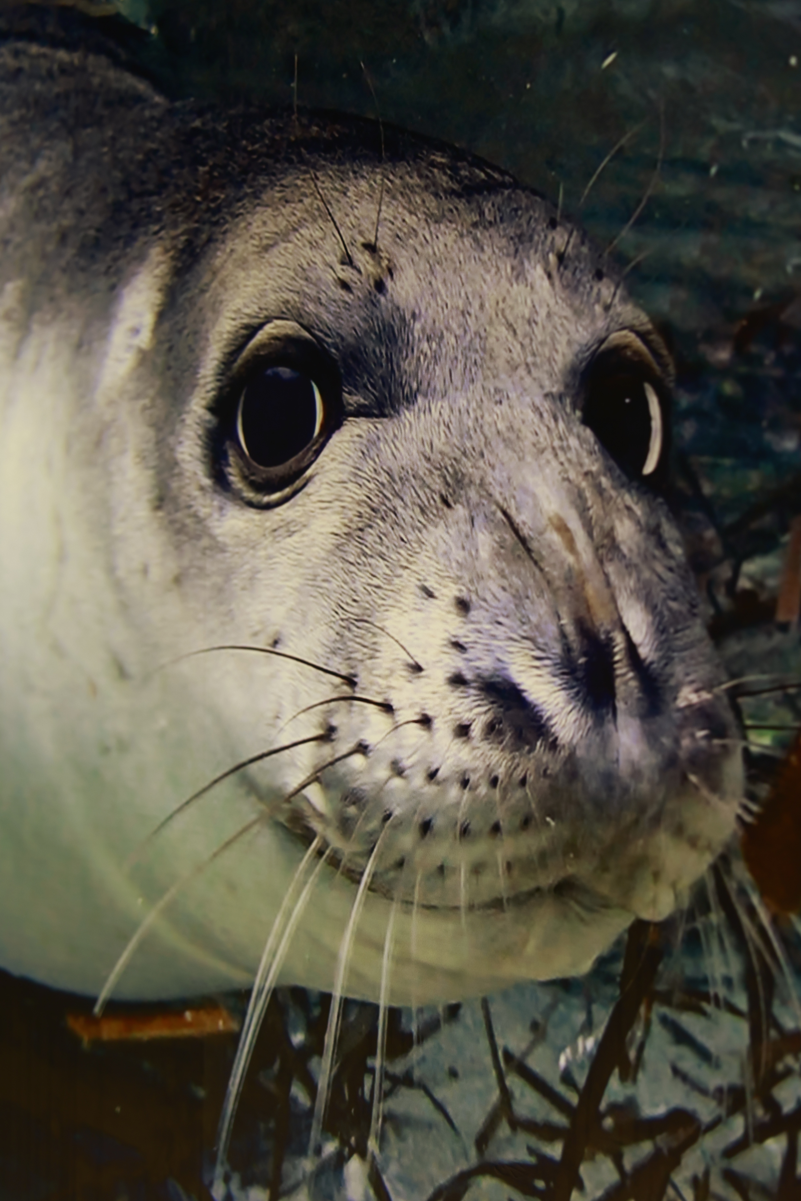 Η Μεσογειακή Φώκια 'Monachus Monachus'