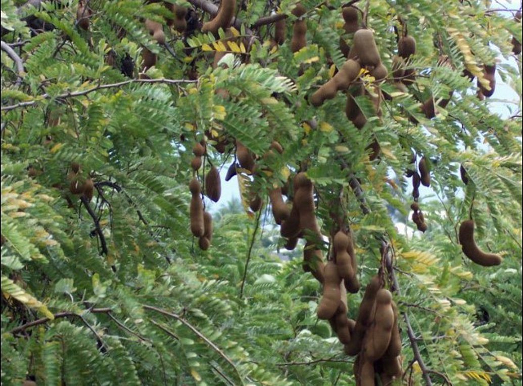 Ταμάρινδος: Διατροφική αξία, οφέλη και παρενέργειες – Ποιοι δεν πρέπει να τρώνε