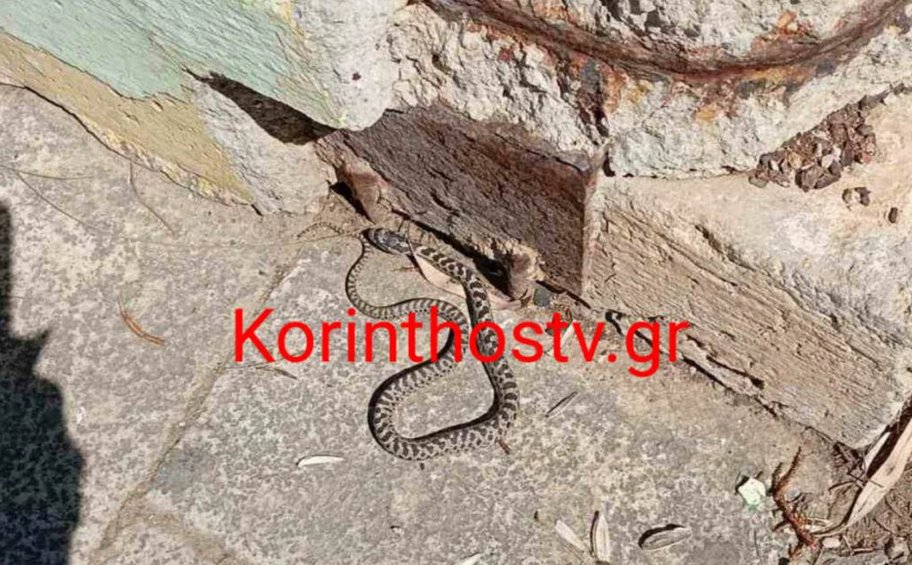 Κόρινθος: Φίδι έκοβε βόλτες έξω από το Δικαστικό Μέγαρο