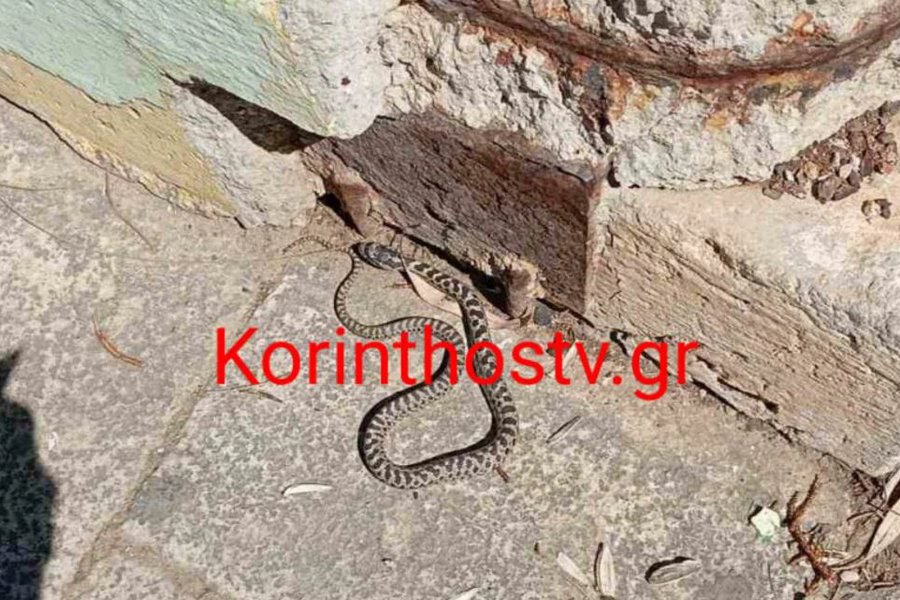 Κόρινθος: Φίδι έκοβε βόλτες έξω από το Δικαστικό Μέγαρο