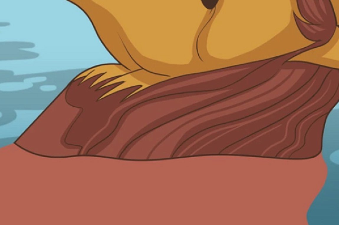 Τεστ προσωπικότητας: Το ζώο που βλέπετε πρώτο αποκαλύπτει τι είδους χαρακτήρας είστε