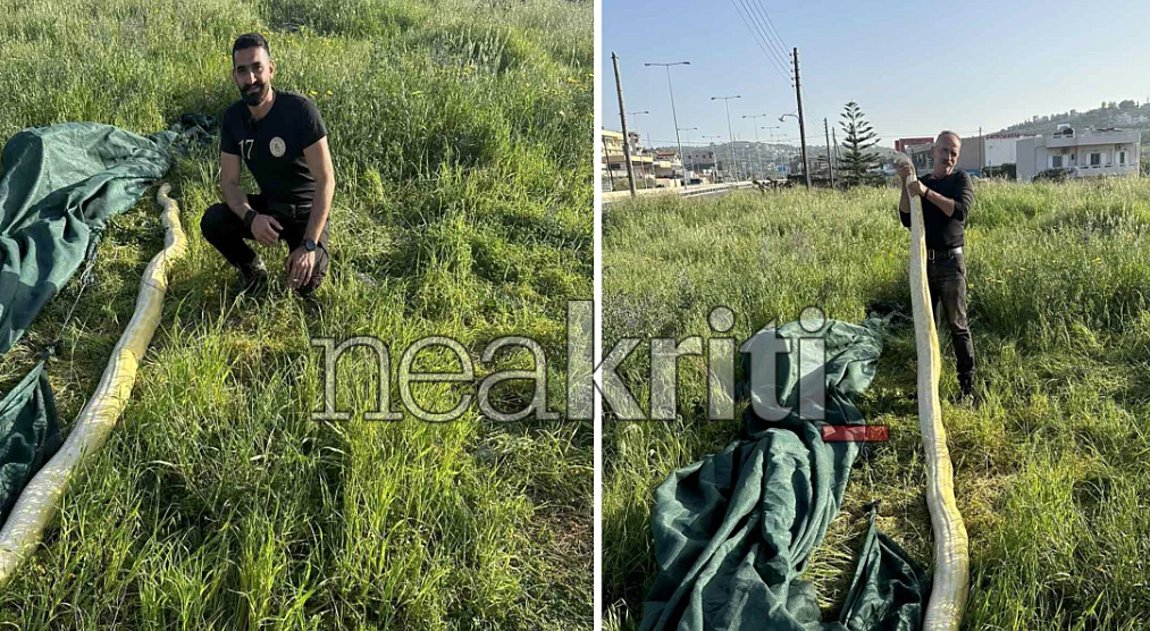 Ηράκλειο: Βρήκαν γιγάντιο πύθωνα σε χωράφι – ΦΩΤΟ