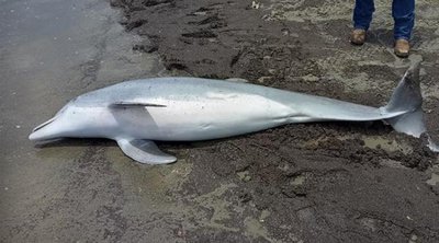 Θεσσαλονίκη: Νεκρό δελφίνι σε ακτή της Καλλικράτειας
