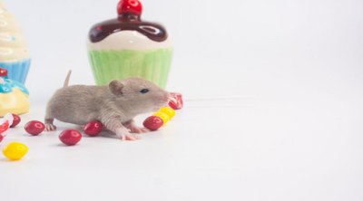 Πώς θα απαλλαγείτε μόνιμα από τα ποντίκια: 7 τρόποι – Από τι κινδυνεύετε