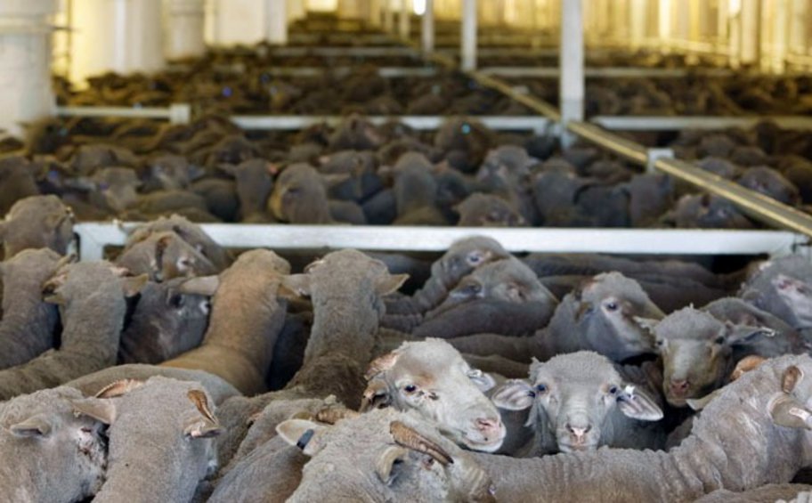 Φωτιά σε ποιμνιοστάσιο στην Έδεσσα - Κάηκαν 30 πρόβατα