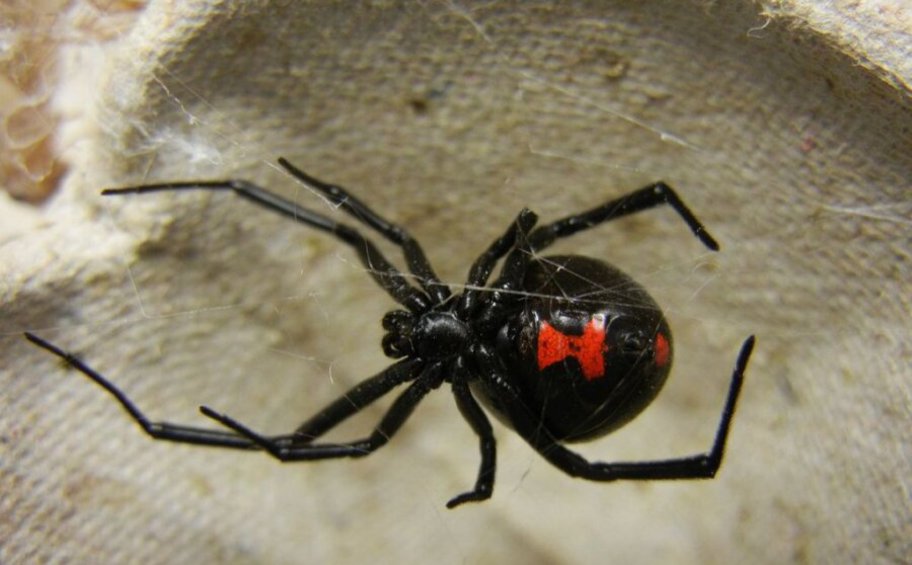 Τσίμπημα από αράχνη «Μαύρη Χήρα» δέχθηκε 35χρονος στη Λευκάδα - Πήγε στο νοσοκομείο