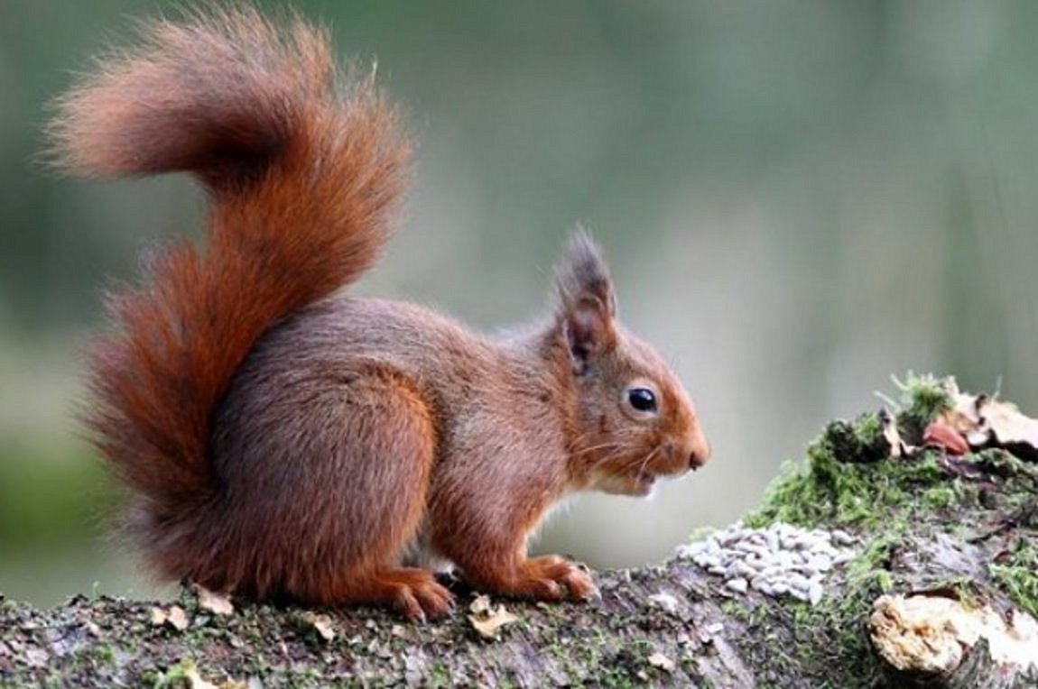 Οι κόκκινοι σκίουροι υπεύθυνοι για τη μετάδοση της λέπρας σε ανθρώπους