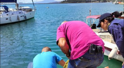 Βόλος: Καρχαριοειδές 3,5 μέτρων εντοπίστηκε στο λιμάνι - Βίντεο 