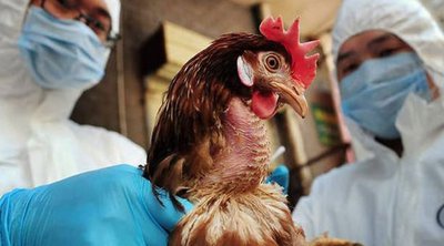 Πώς προσβάλει τον οργανισμό η γρίπη των πτηνών και πόσο πιθανό είναι να προκαλέσει πανδημία - Βίντεο