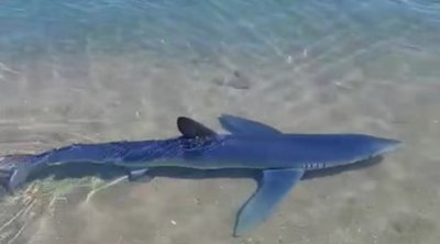 Γλυφάδα: Καρχαριοειδές εμφανίστηκε στην παραλία - ΒΙΝΤΕΟ 