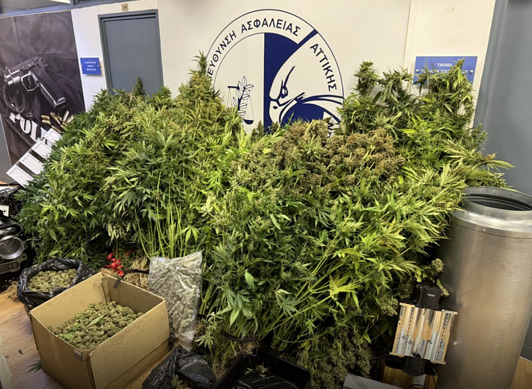 Καλλιεργούσαν και διακινούσαν σημαντικές ποσότητες κάνναβης – Έξι συλλήψεις