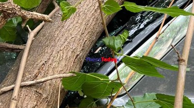 Θεσσαλονίκη: Δέντρο έπεσε σε δρόμο - Ζημιές σε αυτοκίνητα - ΕΙΚΟΝΕΣ