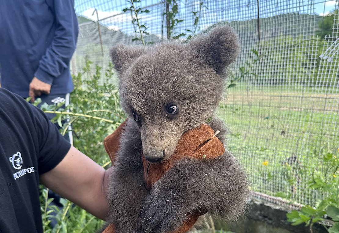 Θεσσαλονίκη: Χαριτωμένο αρκουδάκι βρέθηκε σε αυλή σπιτιού