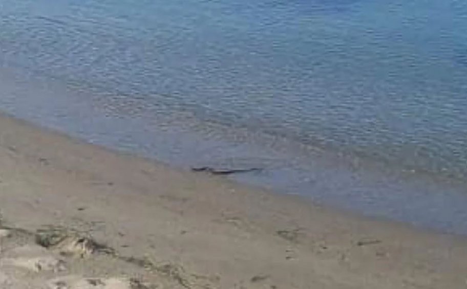 Αναστάτωση σε παραλία της Λάρισας: Φίδι έκανε βόλτες - BINTEO