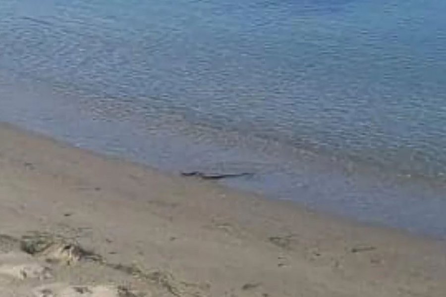 Αναστάτωση σε παραλία της Λάρισας: Φίδι έκανε βόλτες - ΕΙΚΟΝΕΣ