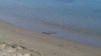 Αναστάτωση σε παραλία της Λάρισας: Φίδι έκανε βόλτες - BINTEO
