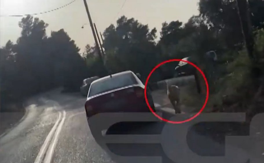 Ναύπλιο: Αυτοκίνητο εν κινήσει με τον σκύλο να τρέχει στο πλάι και τον συνοδηγό να κρατάει το λουρί - ΒΙΝΤΕΟ