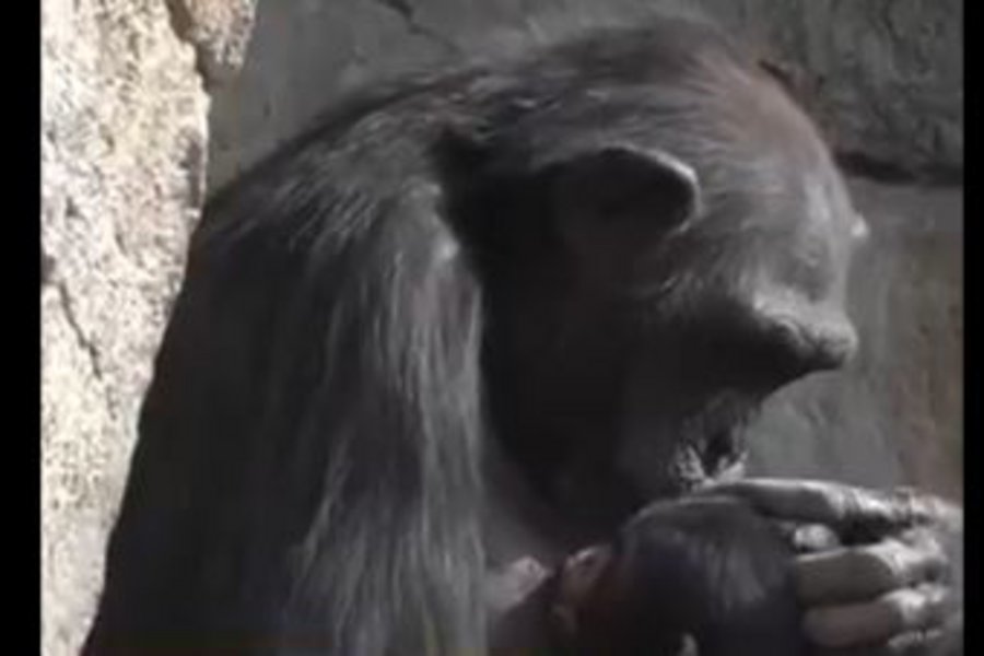 Χιμπατζίνα σε ζωολογικό κήπο της Βαλένθια κρατάει το νεκρό μωρό της στην αγκαλιά της επί μήνες