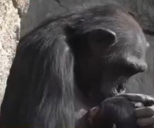 Χιμπατζίνα σε ζωολογικό κήπο της Βαλένθια κρατάει το νεκρό μωρό της στην αγκαλιά της επί μήνες