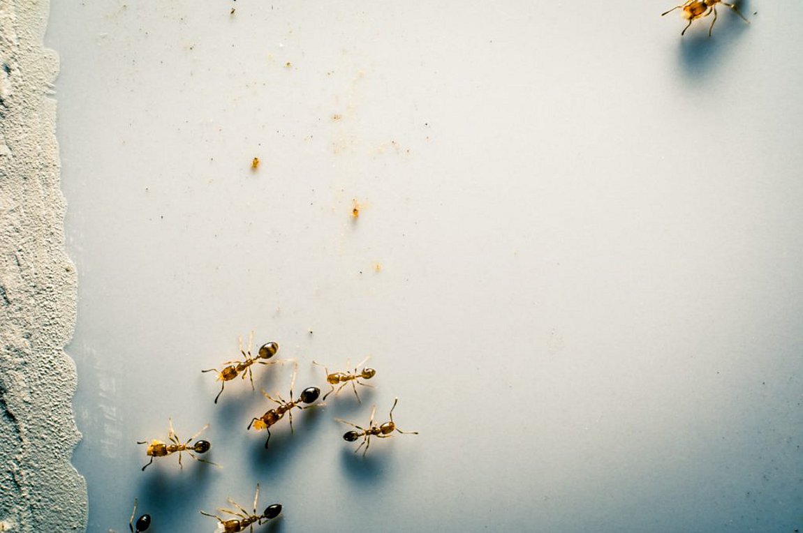 Γιατί τα μυρμήγκια μπαίνουν στο σπίτι σας; Πώς να τα σταματήσετε